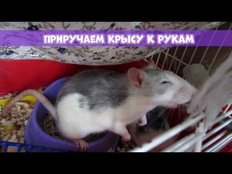 КАК ПРИРУЧИТЬ КРЫСУ? || СОВЕТЫ И ПРАВИЛА