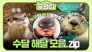 [🏠#우와집] 수달 해달 구별법 확실하게 알려드립니다! 일단 둘 다 귀여움😍 #TV동물농장 #수달해달모음 #우와한비디오 #우와비