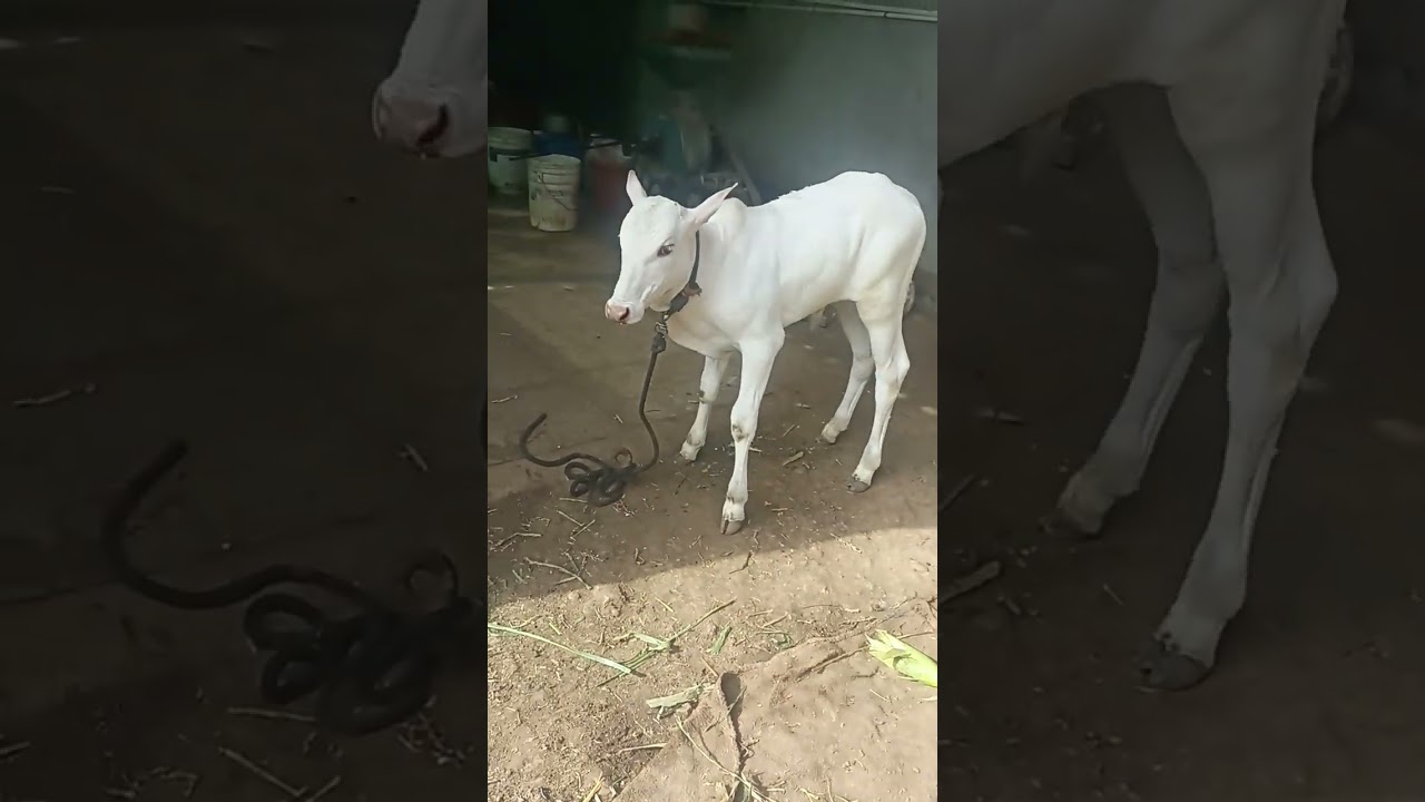 khillar khond... Harnya...