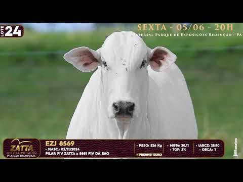 LOTE 24