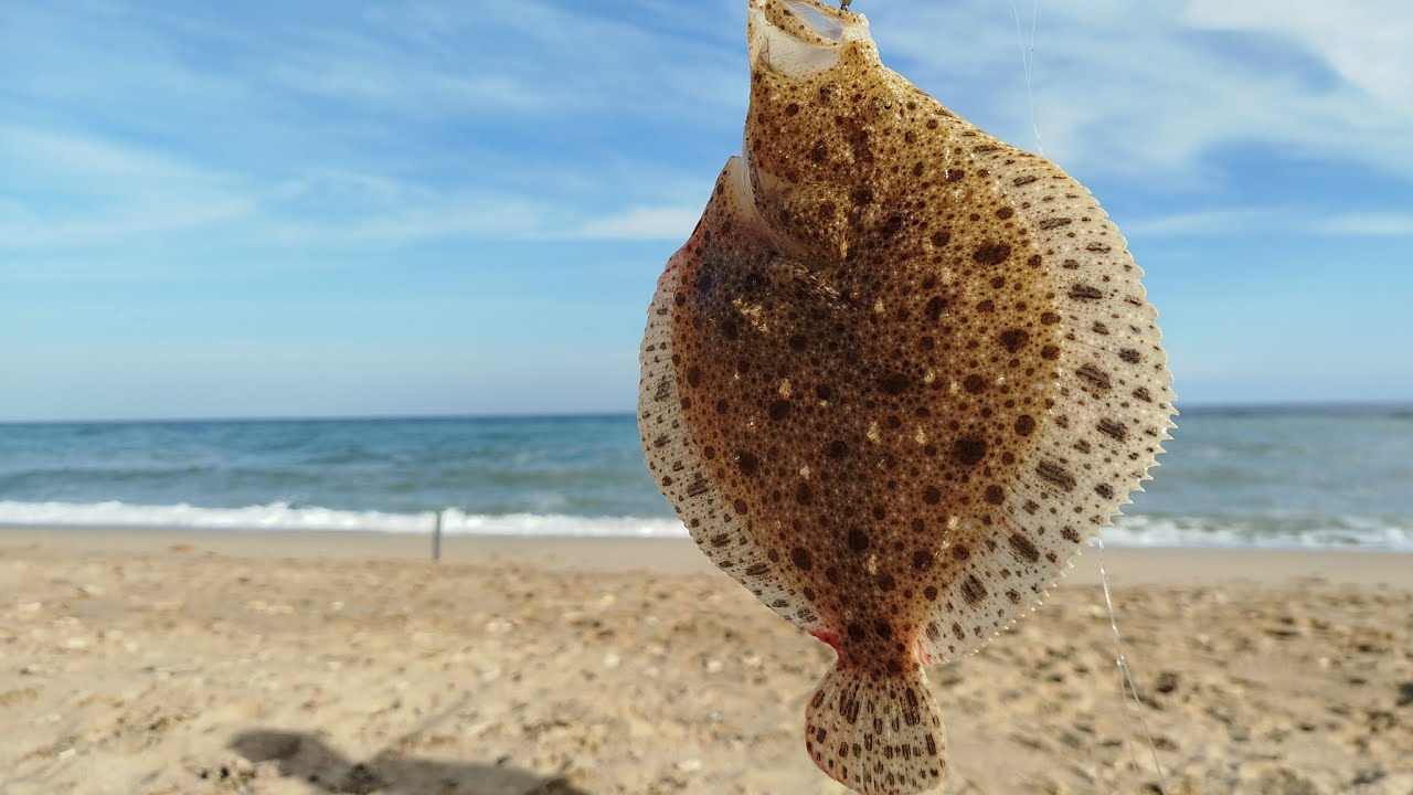 Ловля камбалы и бычков с берега. Черное море 2025 года осень.