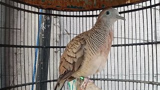 SUARA PIYIK PERKUTUT BANGOK USIA 3 BULAN PRODUK SILWAK BIRD FARM