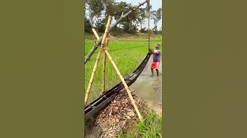 rulal farming: creative techniques for irrigating rice fields using simple tools #farming #shorts