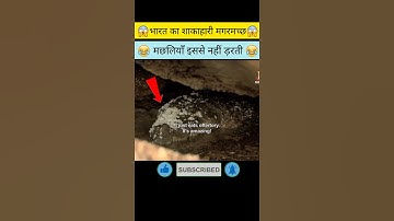भारत का शाकाहारी मगरमच्छ 😱| Vegetarian crocodile |#shorts