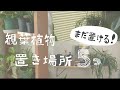 【観葉植物】オススメの置き方！（まだ置ける）