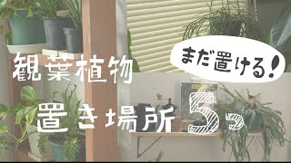【観葉植物】オススメの置き方！（まだ置ける）