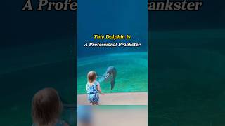This dolphin is a professional prankster #usa #funny #animals #dolphin #fypシ This dolphin is a professional prankster #usa #funny #animals #dolphin #fypシ