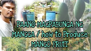 paano MAGPABUNGA ng MANGGA? \/ how to PRODUCE MANGO FRUITS \/ MANGO  FLOWER INDUCTION