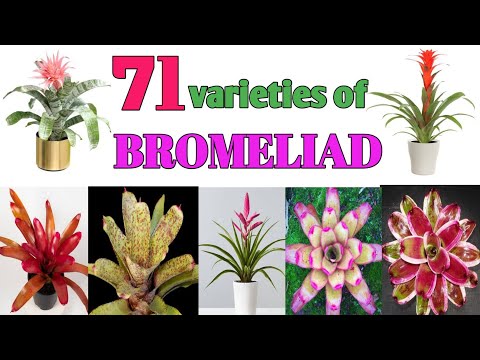 تصویری: روش گیاهان Neoregelia Bromeliad: گونه های محبوب Bromeliad Neoregelia