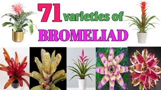 71 Bromeliad Plant Varieties/ Plant and Planting