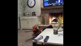 Vine Compilation #comedy 31 January 2014 Best VINES