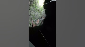 Câu thác lác,Cá lóc nó ăn#shorts