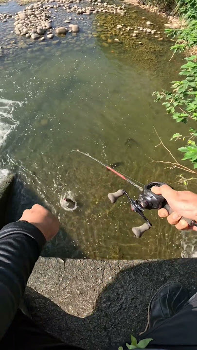 strike  Babon Gabus #fishing