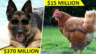 Top 10 Richest Animals Not Humans Of The World
