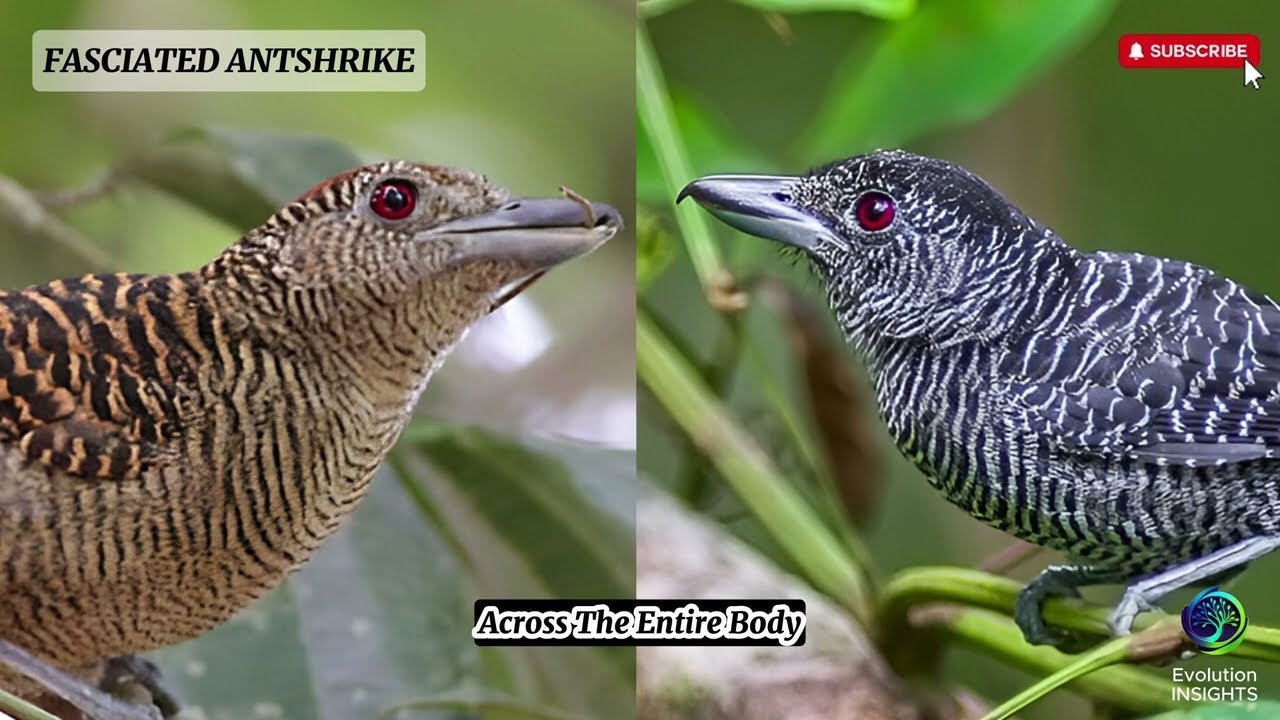 History of Fasciated Antshrike: Master of Camouflage in the Rainforest | Evolution INSIGHTS