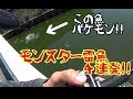 雷魚fishing プレッシャーが半端ねえ!?モンスター雷魚4連発!! snakehead fishing
