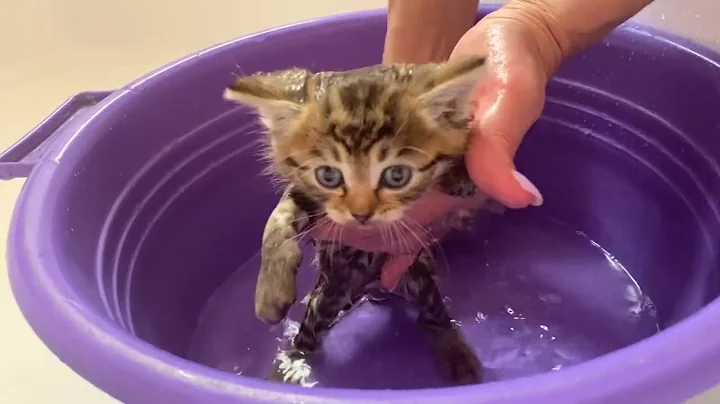 Watch the video about Kitten's first bath reaction! Cute video pet