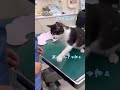 嫌いな病院に連れてこられた猫の怒りは、すべて飼い主へ行く【猫のちゅうた】#shorts
