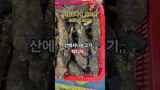 각종영양소가풍부#기침#가래#천식등최고