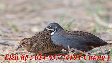 [ Video 194 ] Tiếng cút hắc le { Trống và mái } mp3