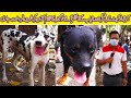 Dogs Market Saddar Karachi 19-9-21 || Rottweiler, Great Dane Dogs German Shepherd Kohati Gultair Dog