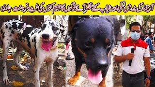 Dogs Market Saddar Karachi 19921 || Rottweiler, Great Dane Dogs German Shepherd Kohati Gultair Dog