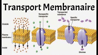 TRANSPORT MEMBRANAIRE PHYSIO