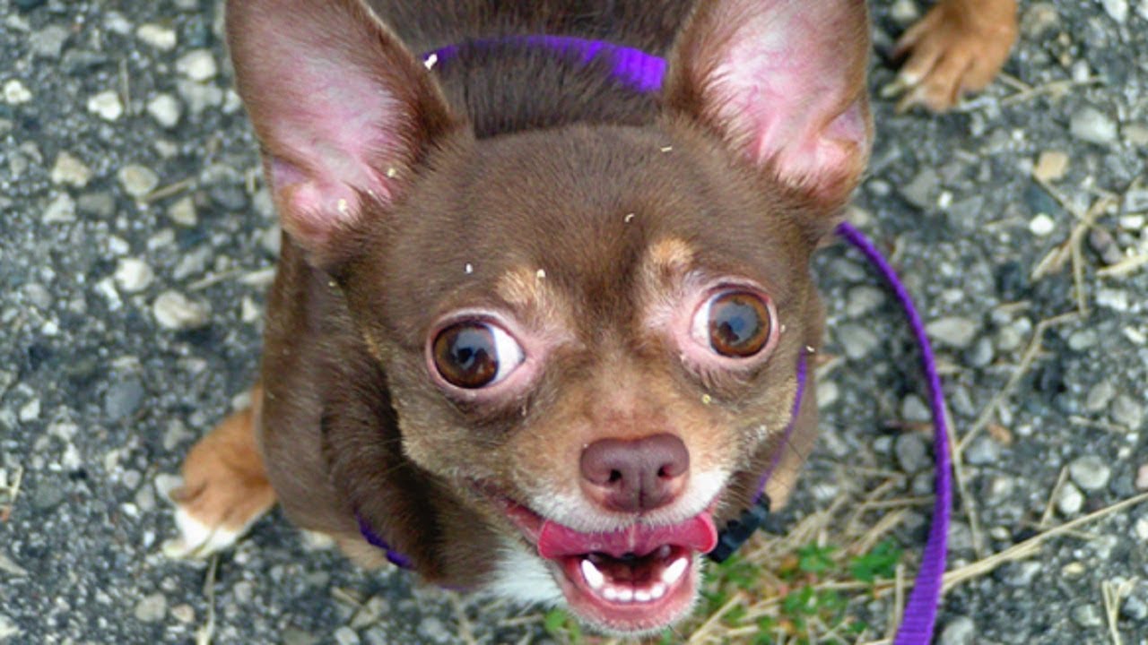 Give Thanks He Never Let Us Down! + A Hyperactive ChiHuaHua! YouTube