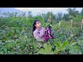 Eggplant harvest, pick a full basket to cooking delicious food茄子迎來大豐收，摘下滿滿一筐烹飪美味的茄子宴丨Lizhangliu