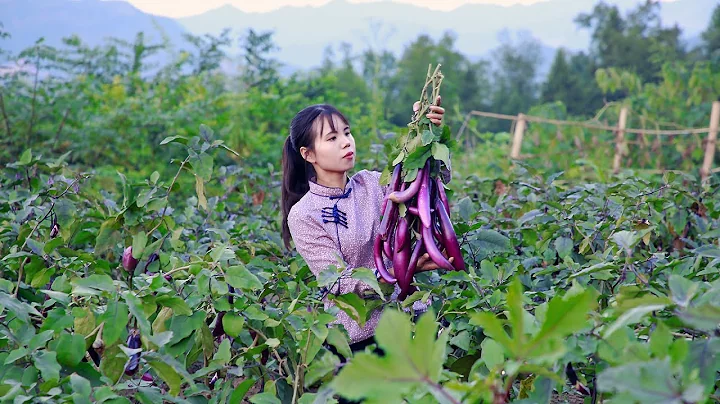 Eggplant harvest, pick a full basket to cooking de...