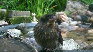 Baby #birds exploring
Here are more bird bébés that are all over the backyard now. I just love watching them, I think they do behave a lot like other babies too, chewing on things, playing in the dirt, just vibing and always looking for the parents (Blue Jay, Flicker, RWBB, Robin, MoDo, RWBB) 🐦❤️💚 #nature #birdwatching #ostdrossel
(These clips are all with Maxdone cams.) Baby #birds exploring