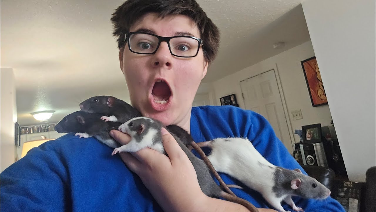 Rat Update Rat Update!! They're All Getting So Big!!!! - YouTube