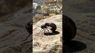 This Insect Flies Like a Jet ✈️👁️ | Nature’s Hidden Marvel!