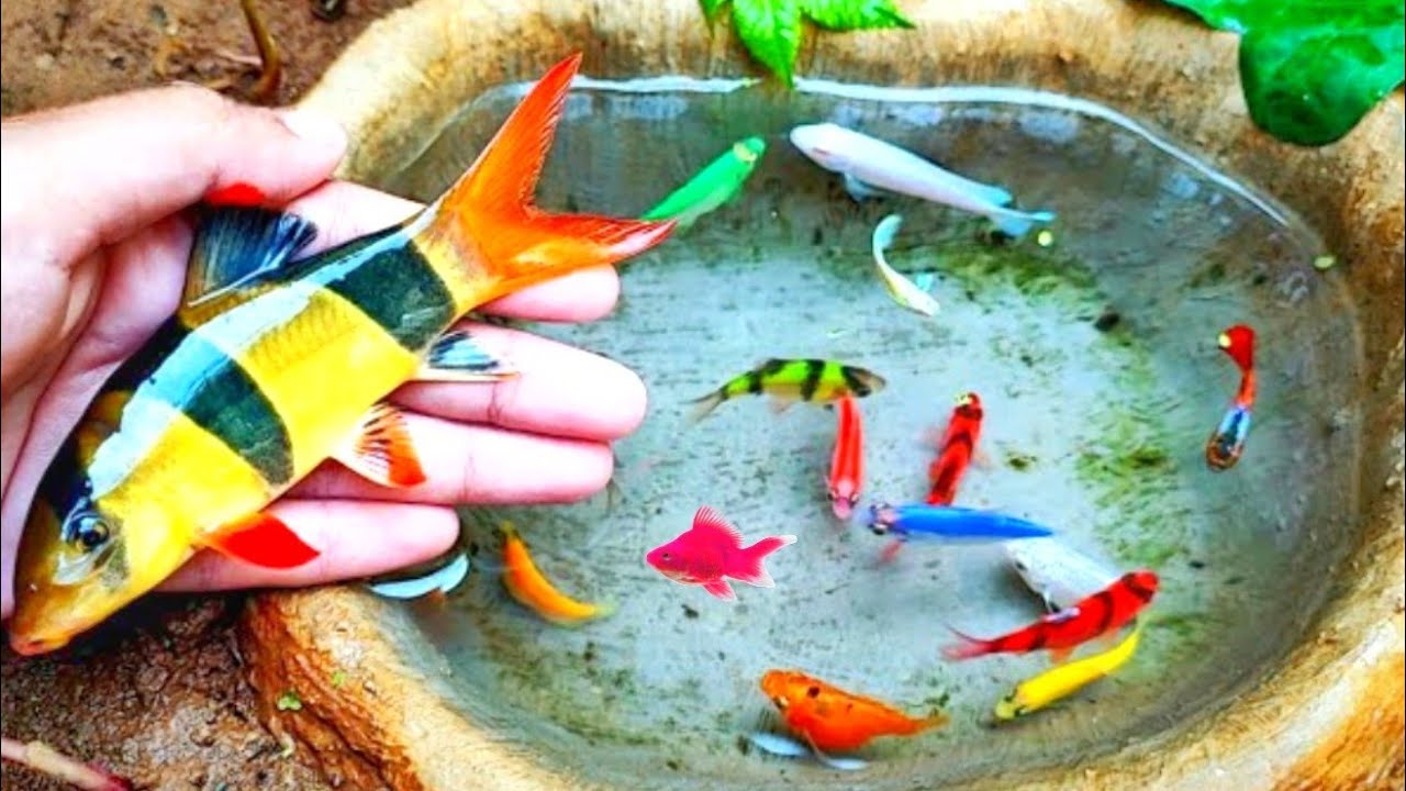 Catch beautiful aquarium fish in small pond baby turtles, eels, red carp, koi, nemo fish, 