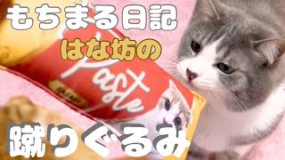 もちまる日記×しまむらコラボ品の蹴りぐるみで遊んだら猫達が大興奮