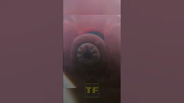 Тихоходка переживёт даже апокалипсис. И вот почему...
