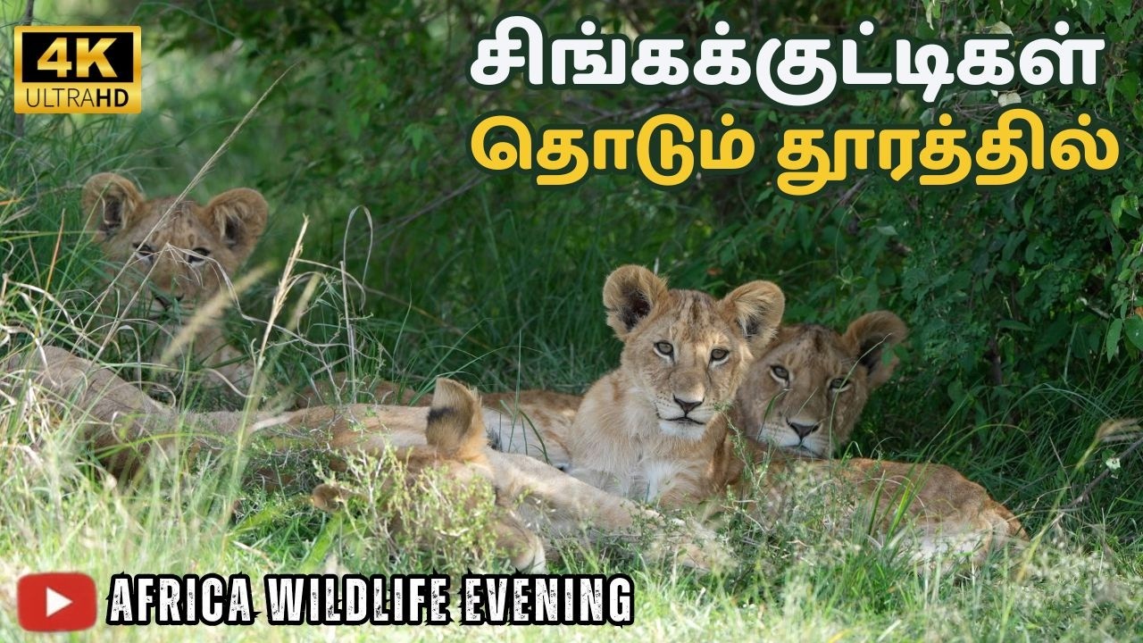 சிங்க கூட்டம் வேட்டை முயற்சி 🔥 Zebra | குட்டி சிங்கங்கள் Masai Mara | 👉 AFRICA WILD ACTION 🔥
