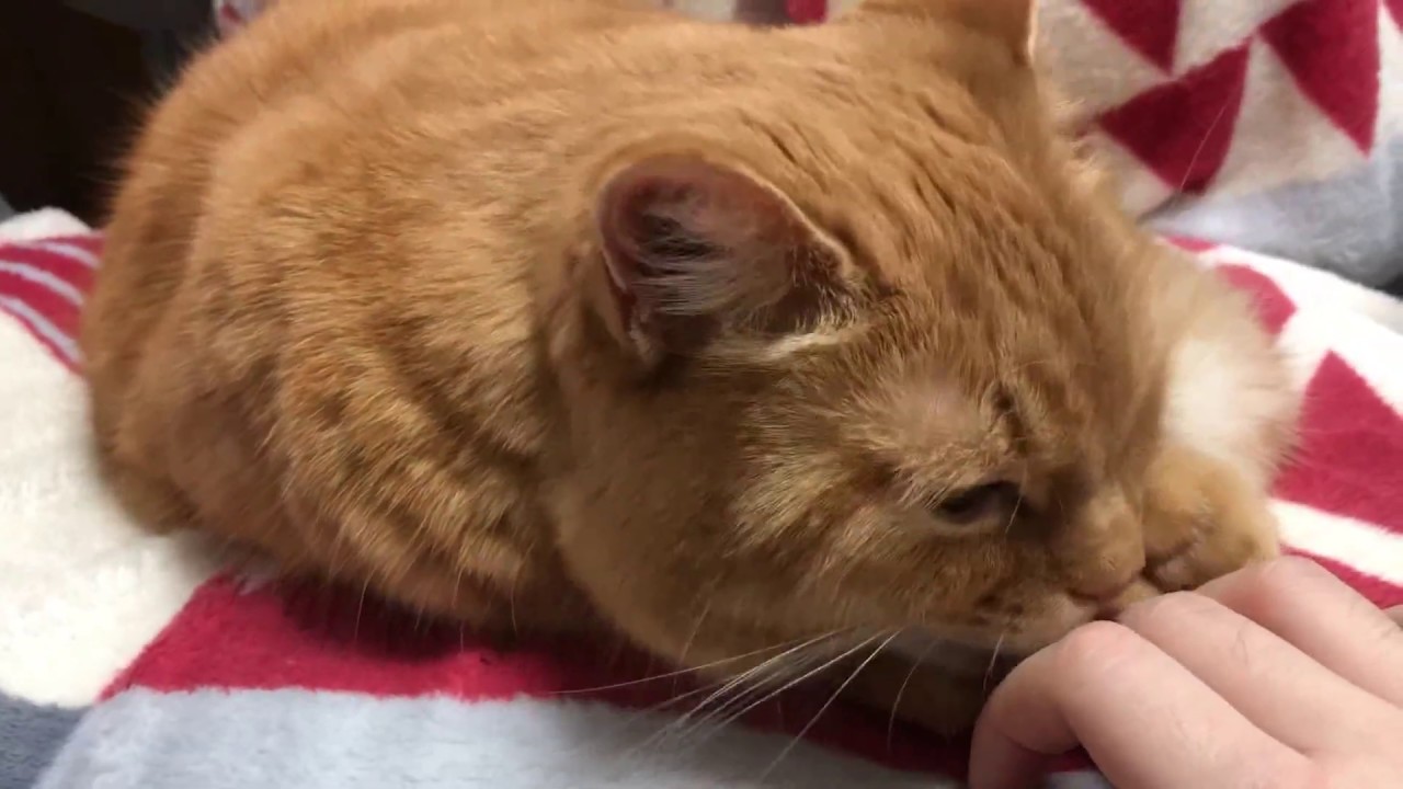 ASMR Cat Grooming Me 고양이 집사 그루밍 asmr 2 [삐츄] #Shorts - YouTube