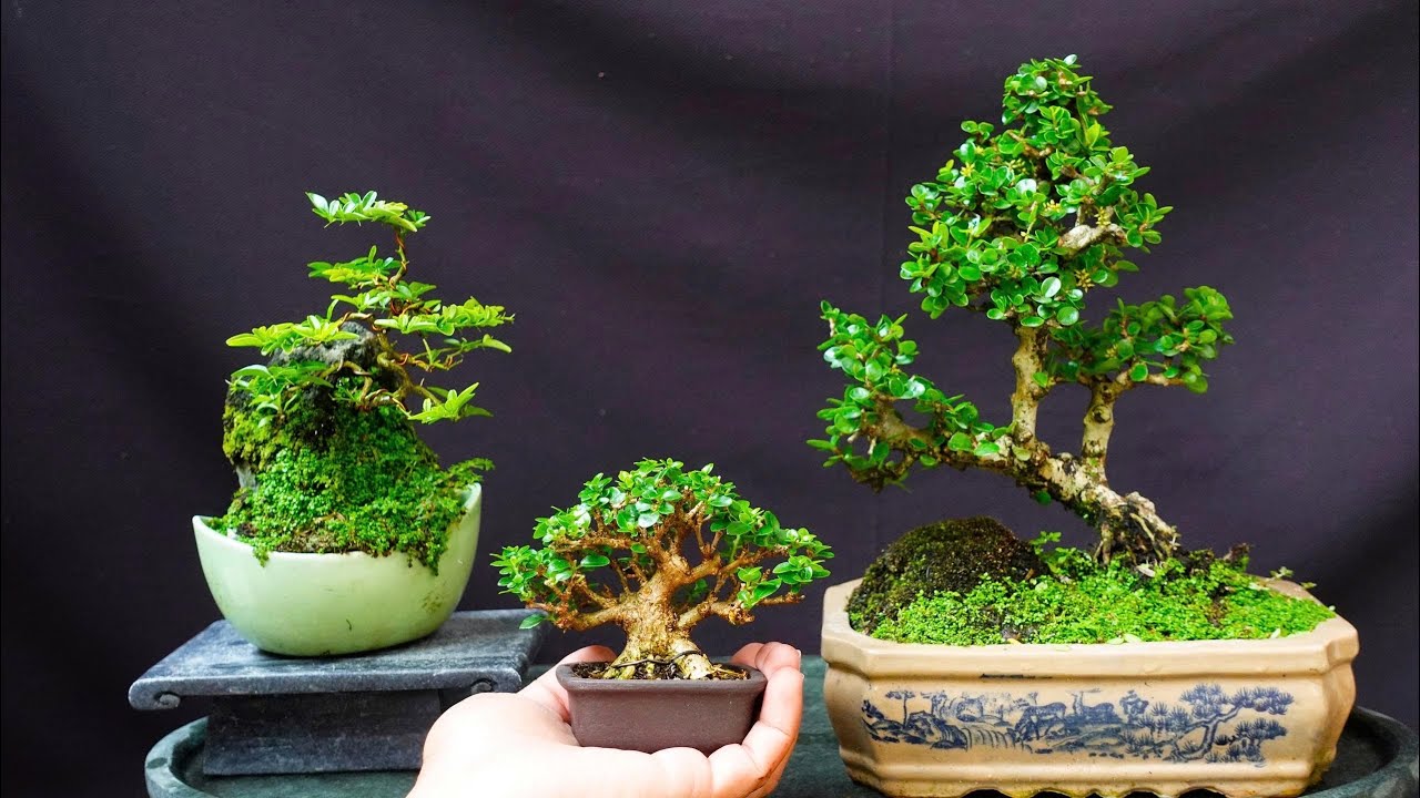 BONSAI MINI ĐỂ BÀN . VIDEO NGÀY 5/3/2026