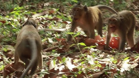 Monkey Joey and Obey Monkey Come to frolic With Group Alexander monkey in Evening