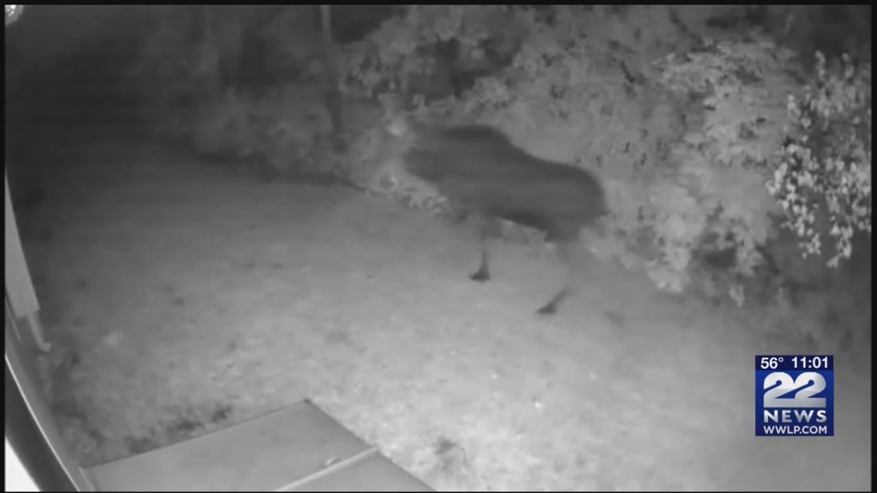 Wildlife activity increasing in western Massachusetts as breeding season begins