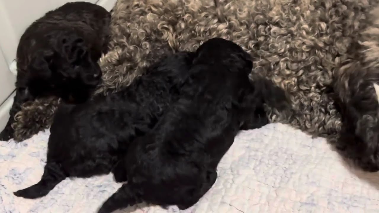 Miniature UKC Registered Poodle babies