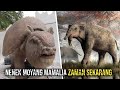 Dari Nenek Moyang Unta Sampai Gajah | Inilah 10 Mamalia Purba Raksasa yang Pernah Hidup di Bumi