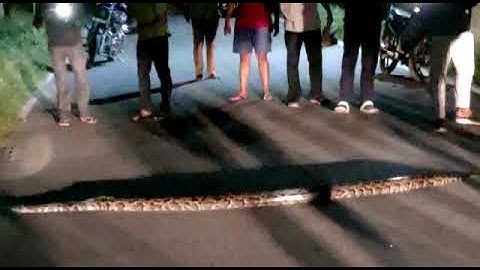 #VIRAL | A python appeared near hostel: 5 of Assam Engineering College, Guwahati