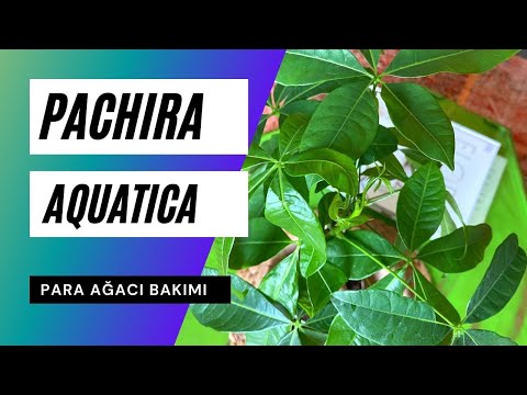 Video: Pachira Para Ağacı - Para Ağacı Bitkilerinin Bakımını Nasıl Yapacağınızı Öğrenin