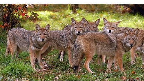Surrounded by Coyotes