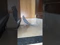 Cockatiel Whistling With Owner 🎶 #shorts #youtubeshorts #cockatiel #birds #pets