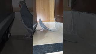 Cockatiel Whistling With Owner 🎶 #shorts #youtubeshorts #cockatiel #birds #pets