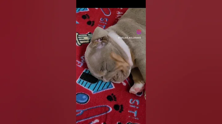 Cute 5 week old mini English Bulldog puppy sleeping 😴 #shorts