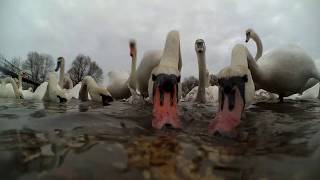 Червоноградські Лебеді Swans In Ukraine.